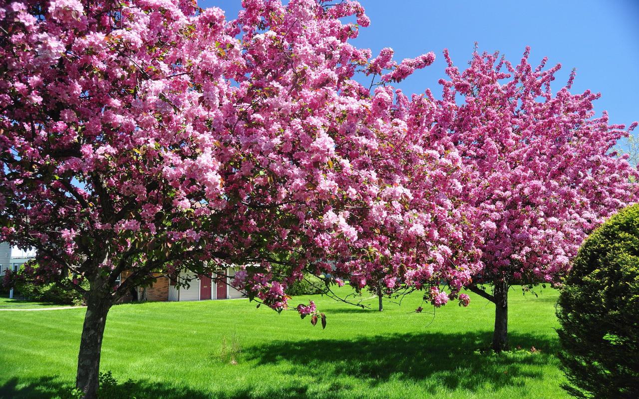 Blooming spring plants early flowers picks favorite