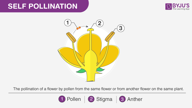 Pollination self cross flower same pollen different variation plants fertilization flowering