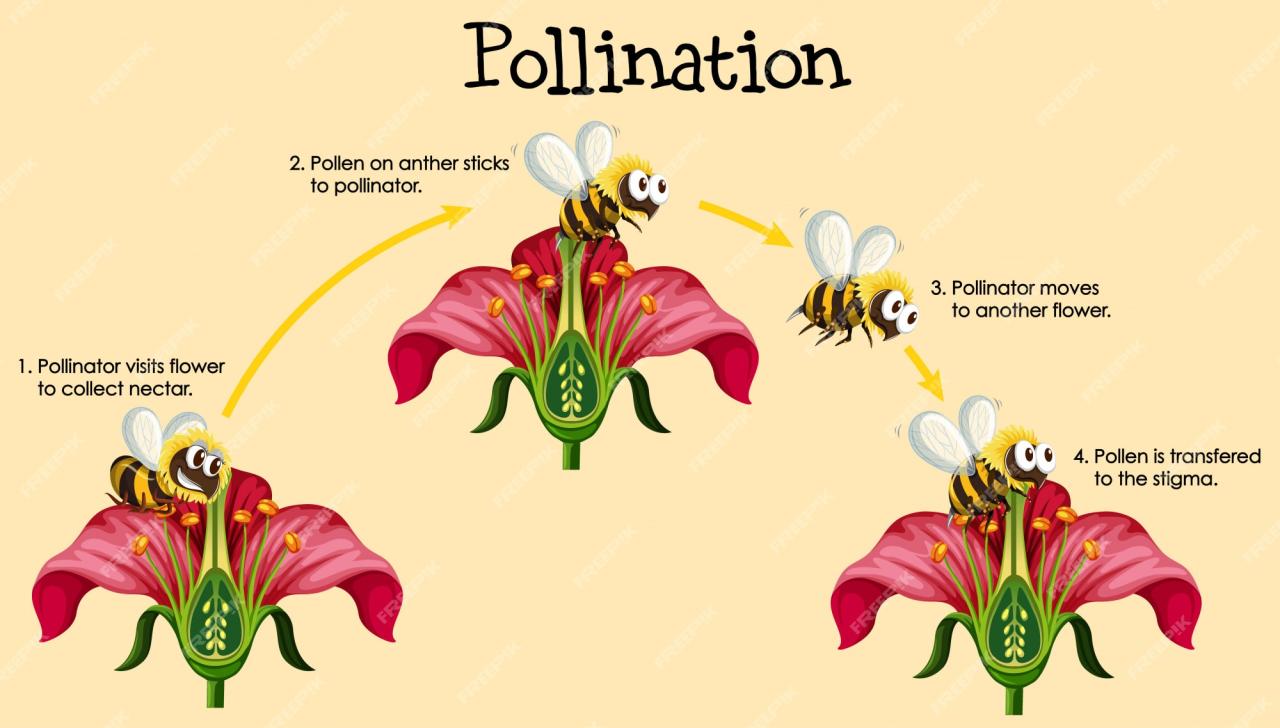 Pollinated