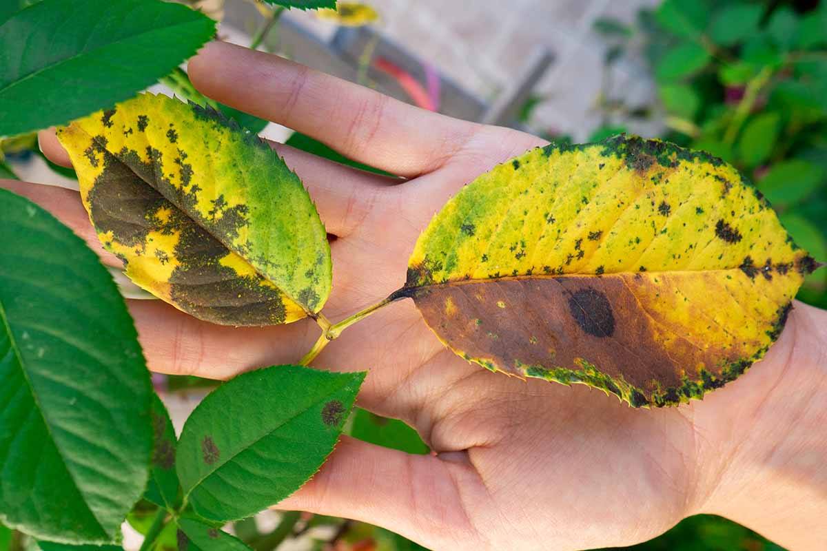 Bacterial tomato canker symptoms bacteria fruit photographs ooze seen