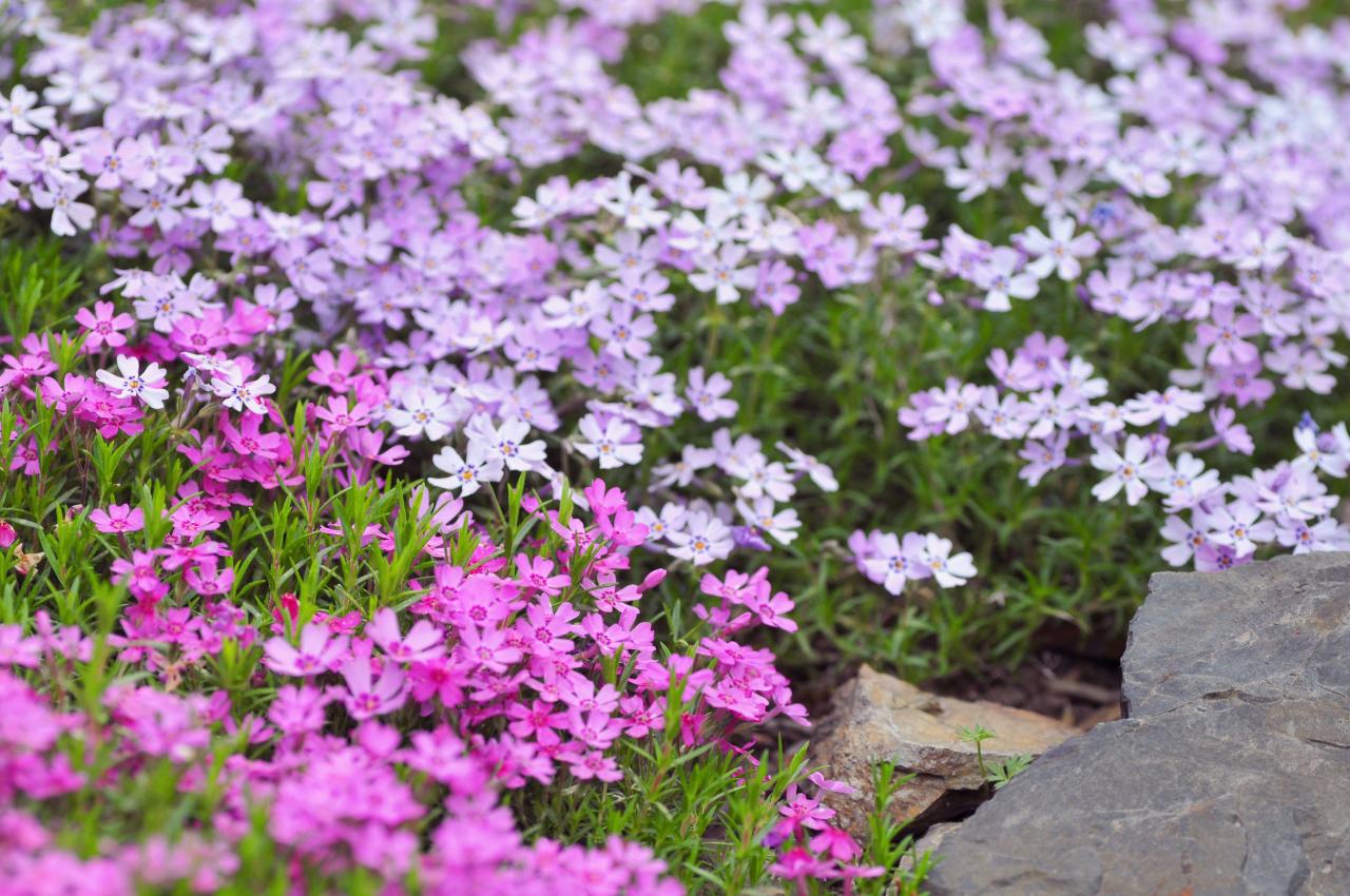 Welche Pflanzen blühen im Frühling?