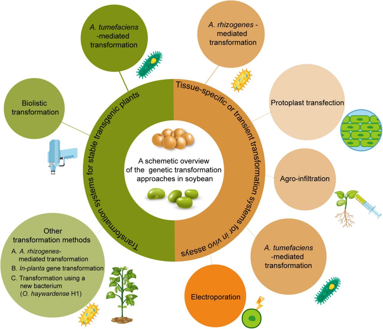 Seed quality importance production crop