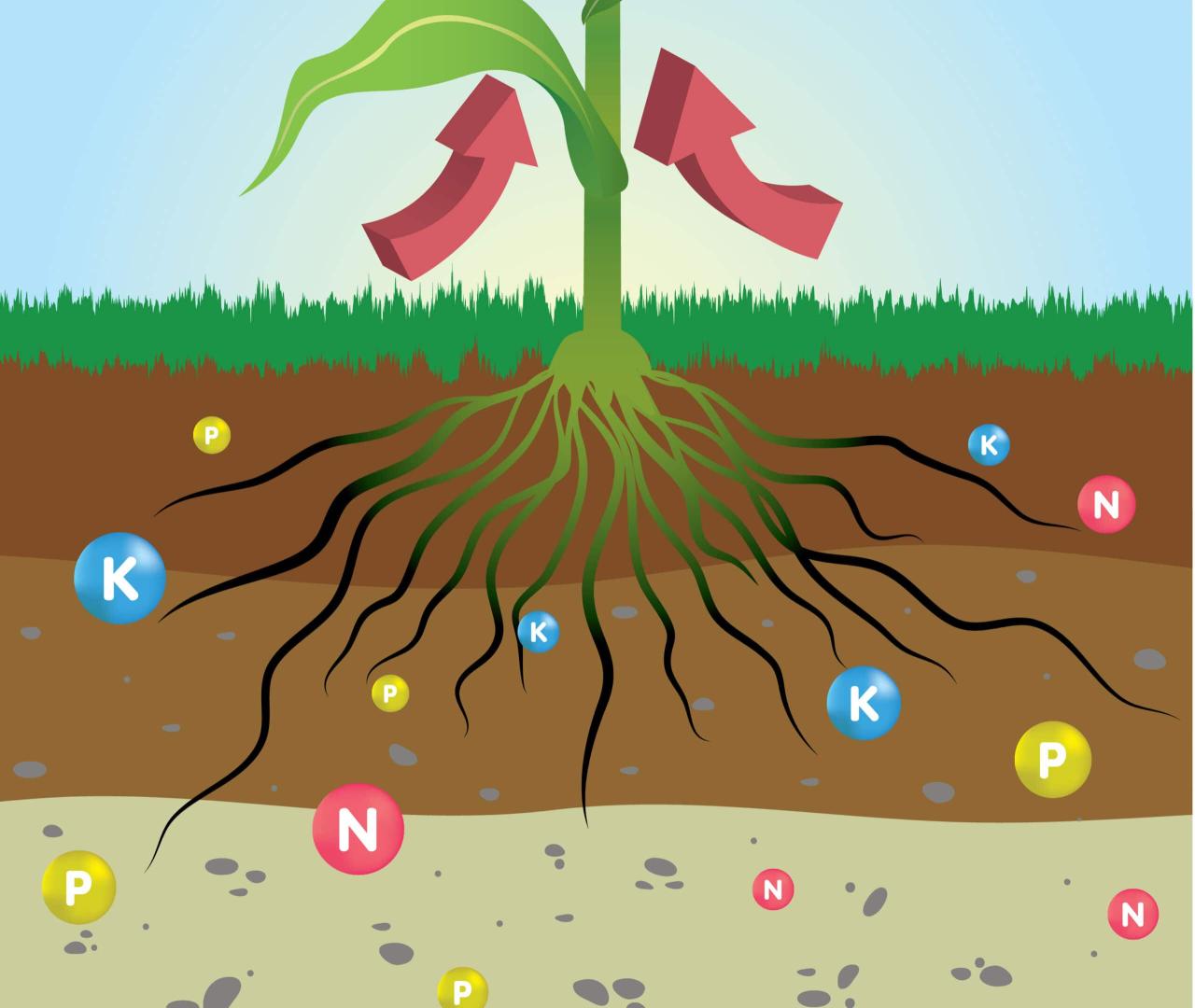 Nutrients requirement