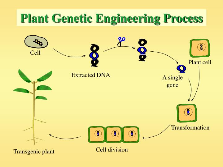 Genetic breeding genetically