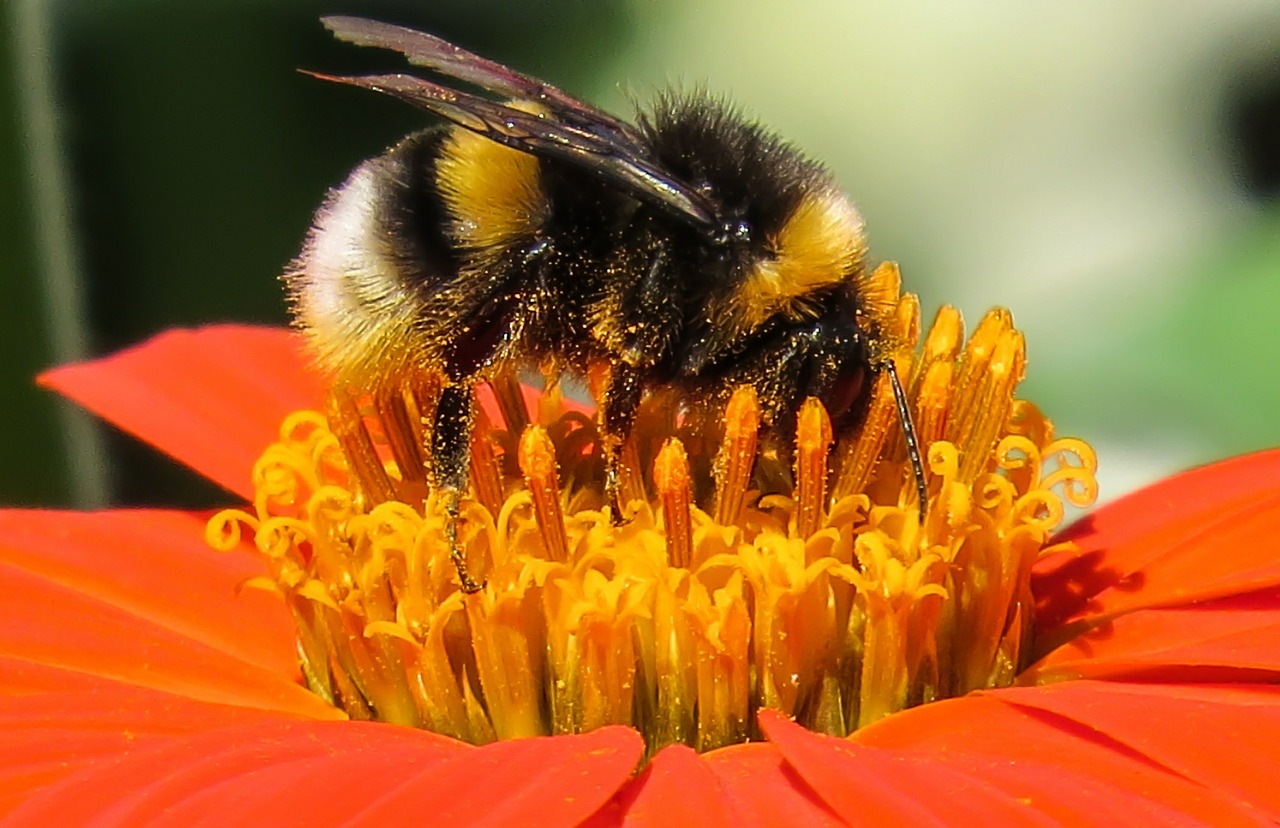 Welche Pflanzen werden von Insekten bestäubt?