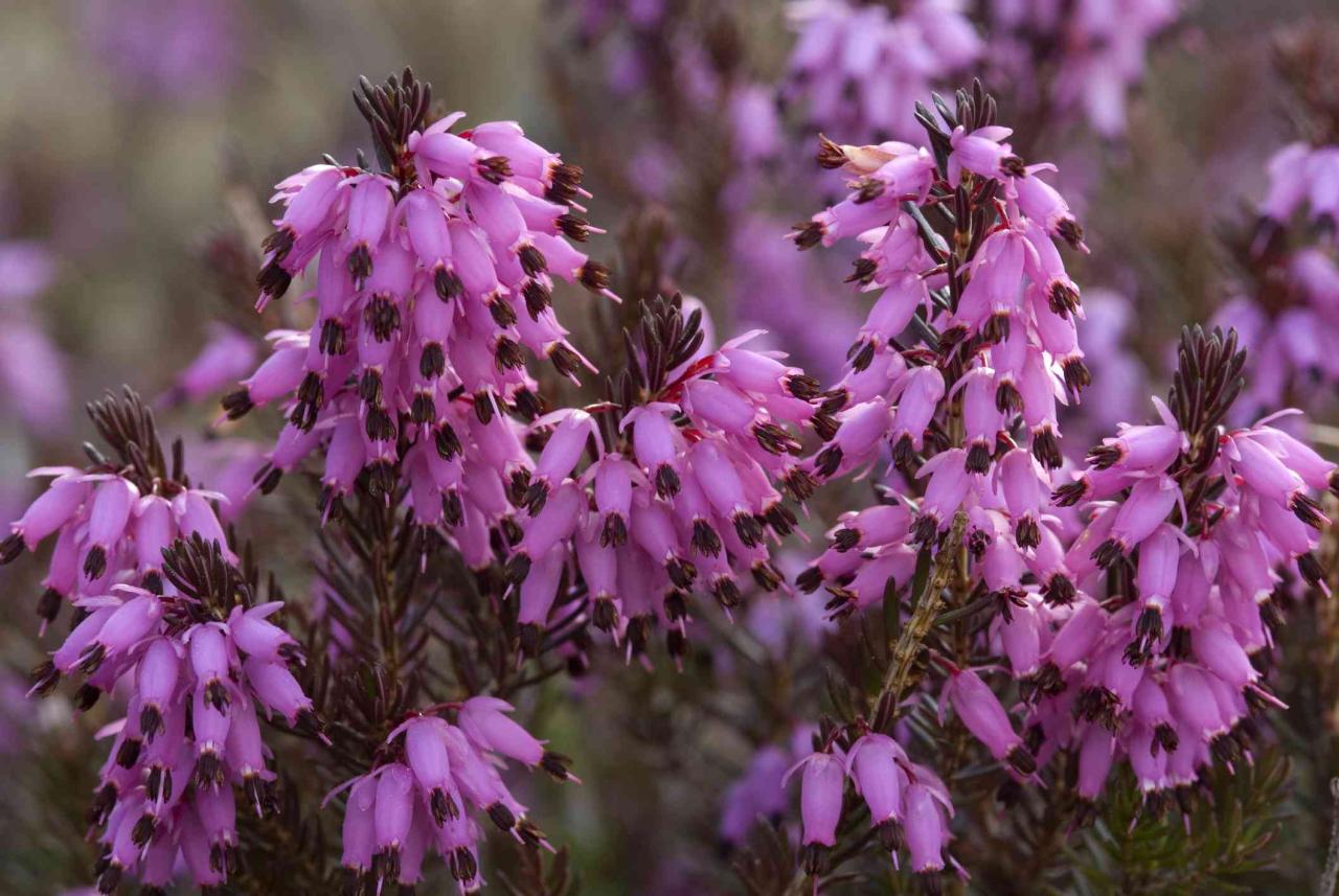 Winter plants flowering dazzle flowers sheknows cath via flickr